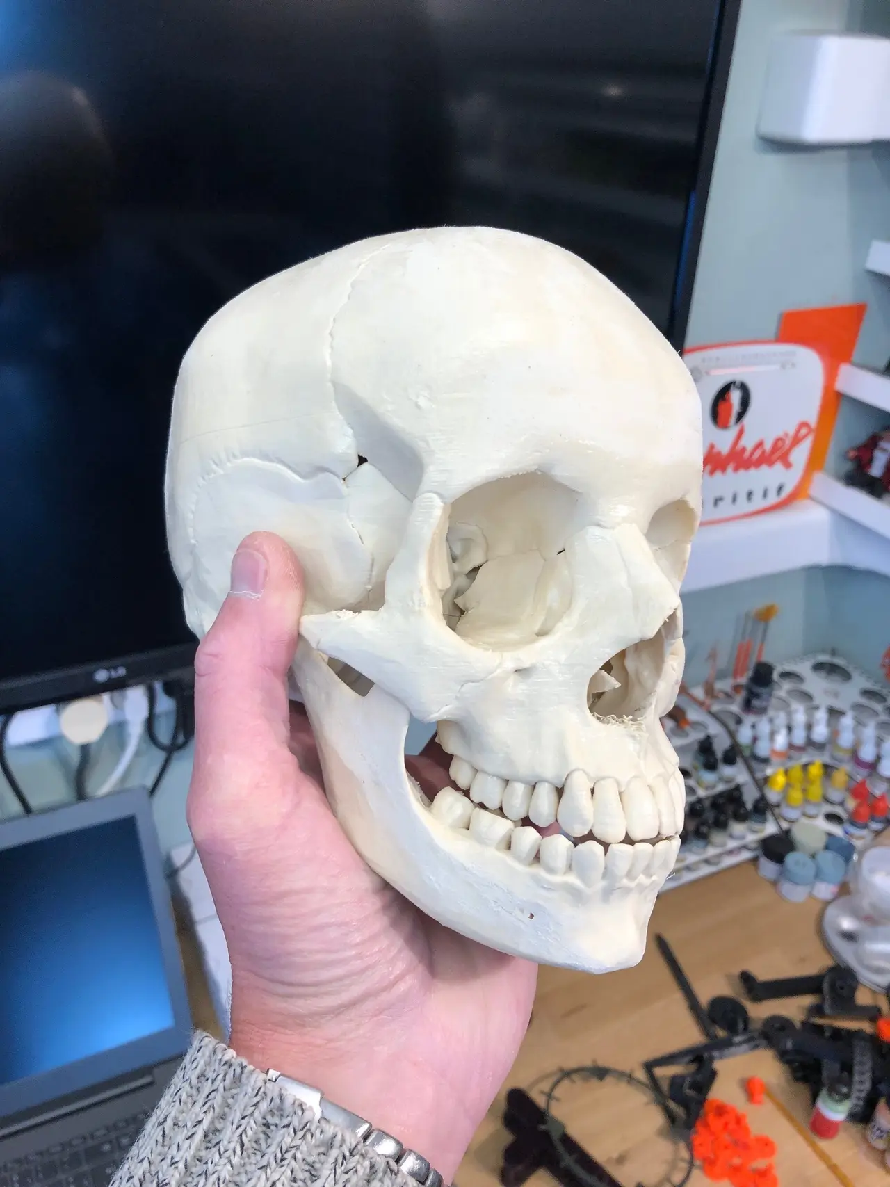 Human skull, anatomically correct — modelo 3D