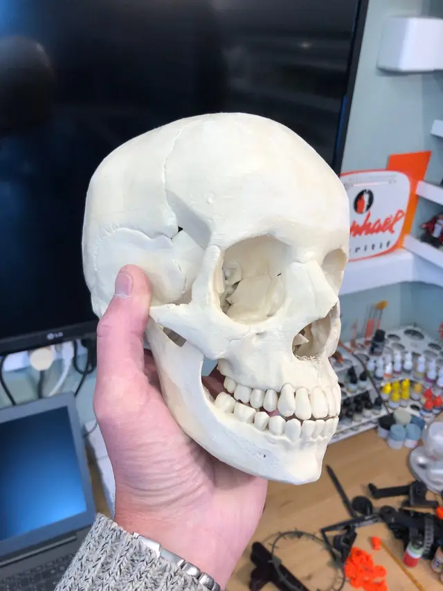 Human skull, anatomically correct — modelo 3D