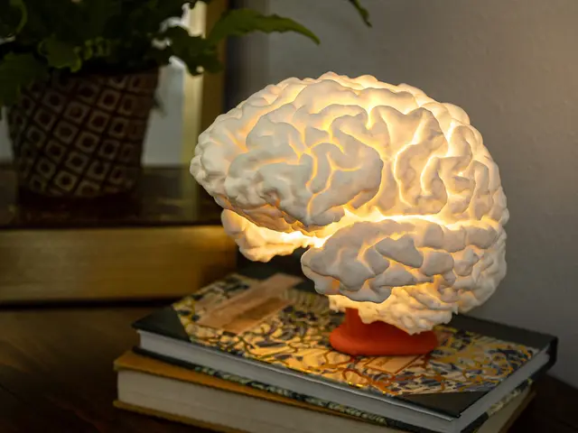 Brain Lamp - Accurate & Life-Size — modelo 3D