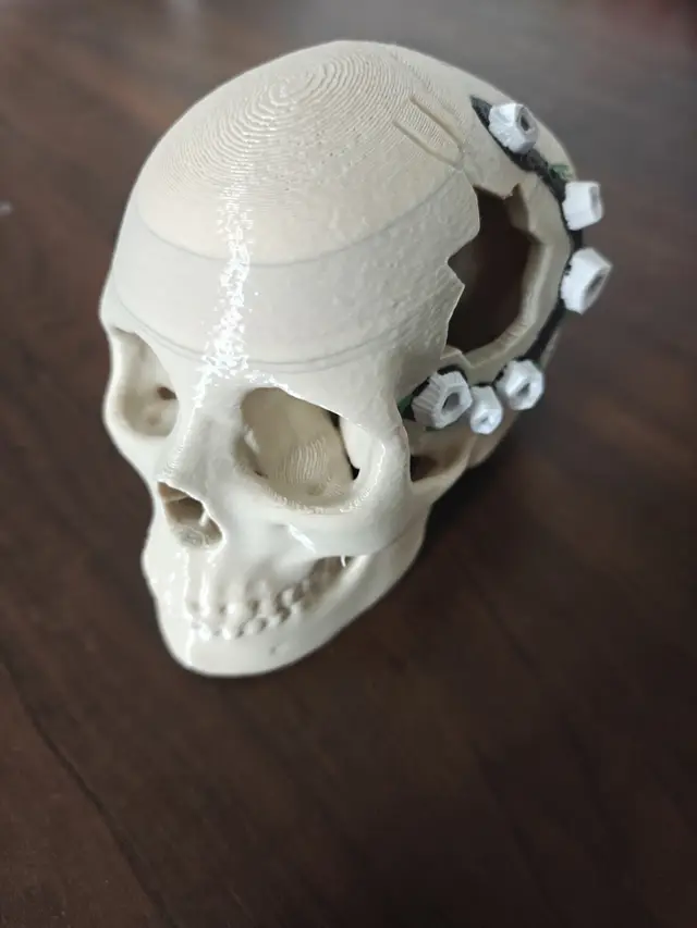 Drowned Watchman — barnacle skull, four-colour anatomical decoration — modelo 3D