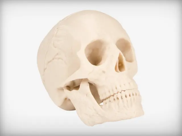 Human Skull — modelo 3D