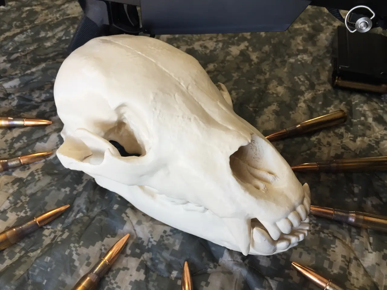 Bear Skull — modelo 3D
