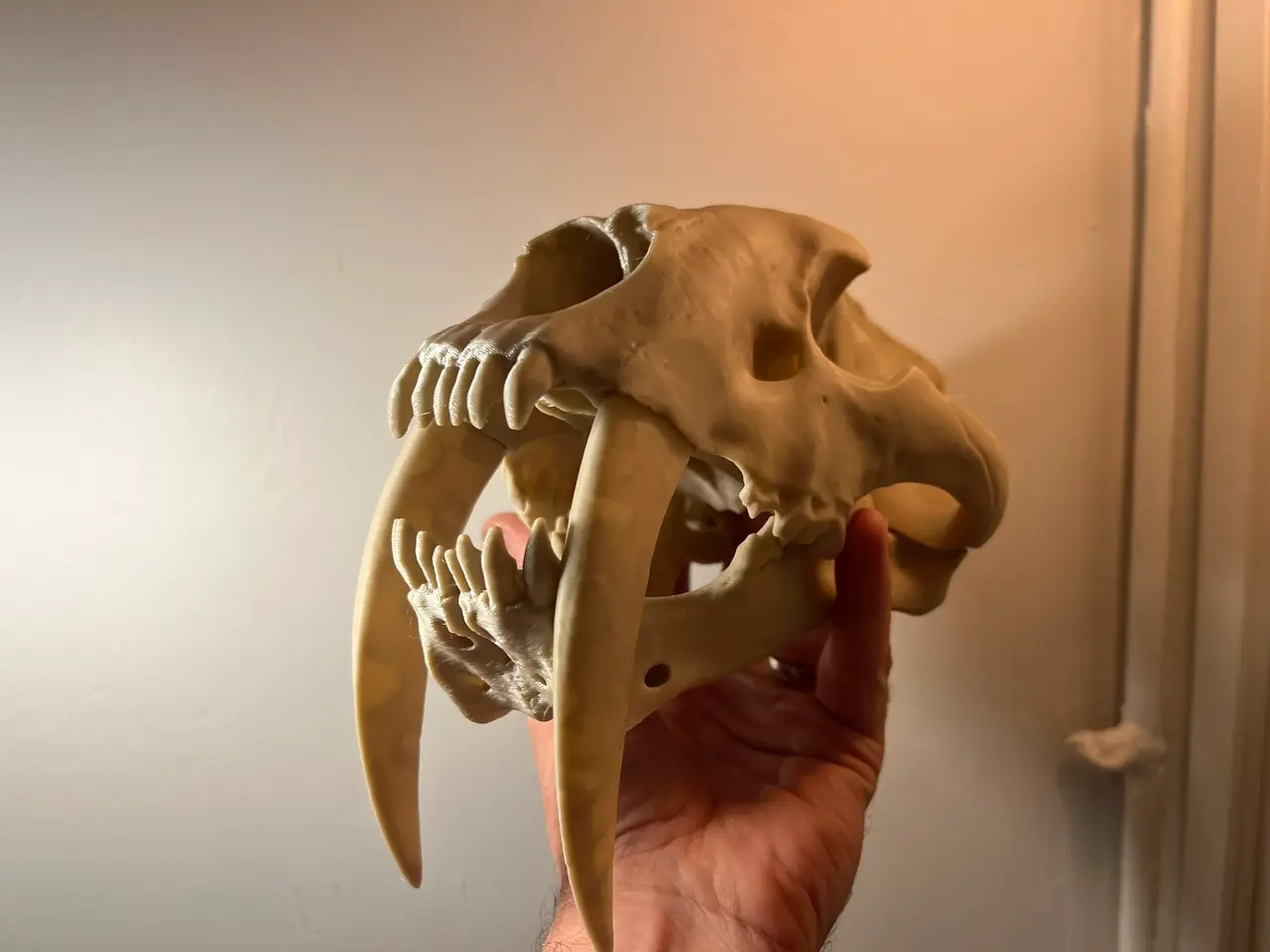 Sabertoothed Cat Skull — modelo 3D