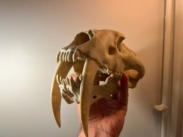Sabertoothed Cat Skull — modelo 3D
