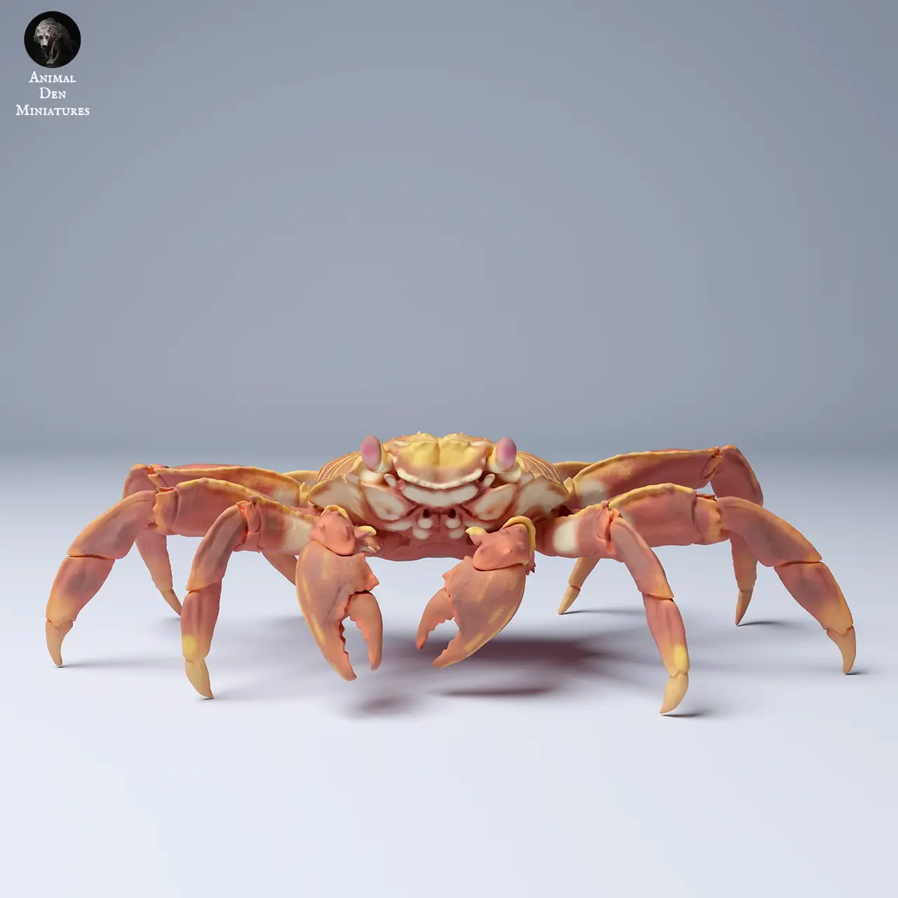 Sally Lightfoot Crab — modelo 3D
