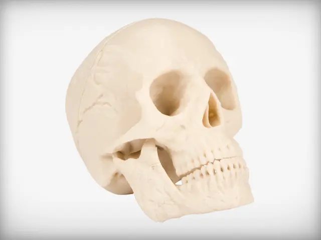 Human Skull — modelo 3D