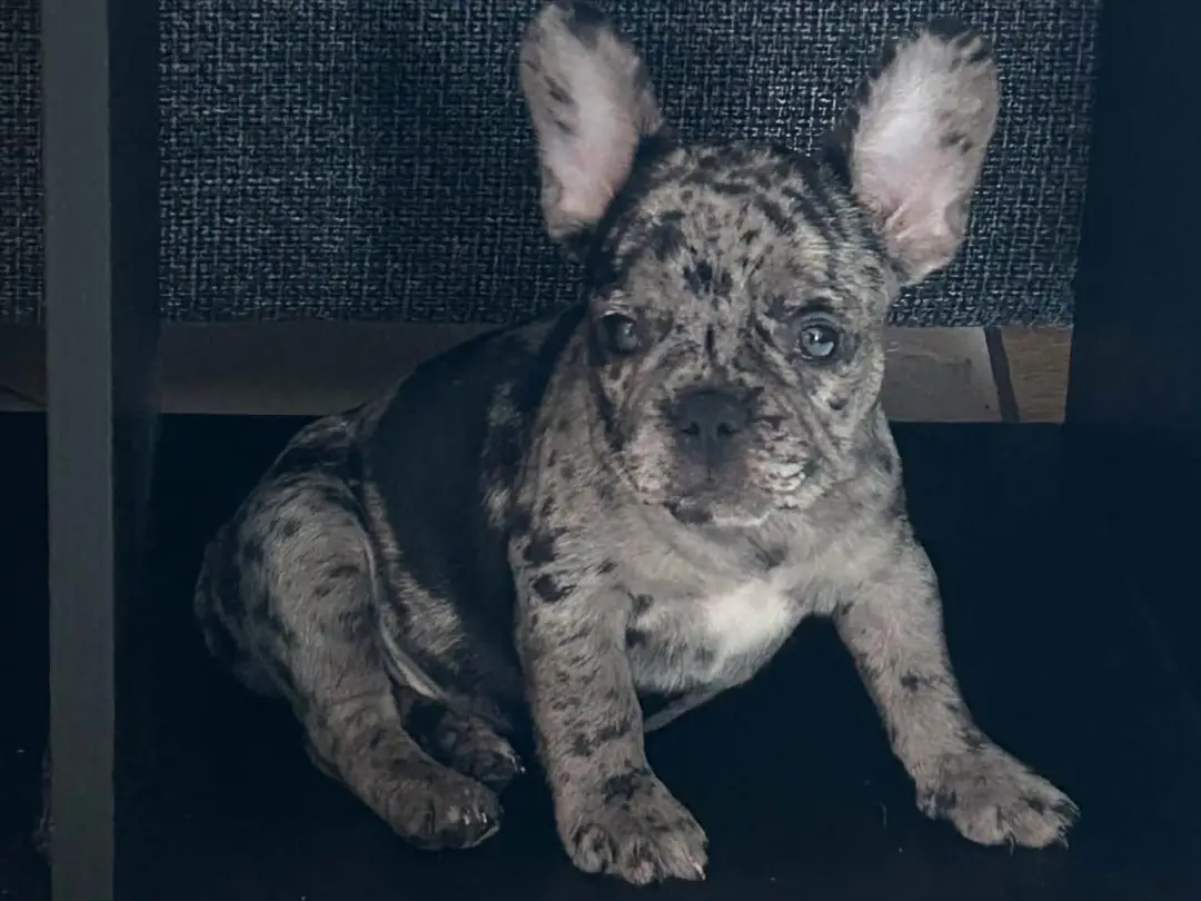 puppy franch bulldog — modelo 3D