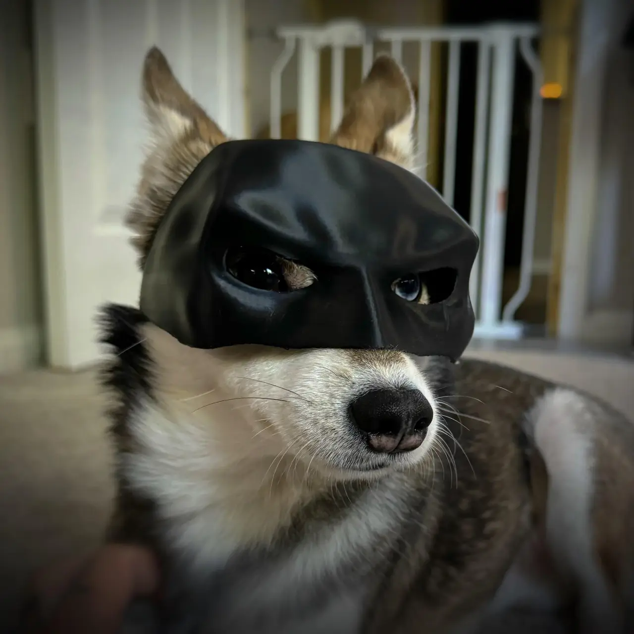 Cat/Dog Batman Mask — modelo 3D