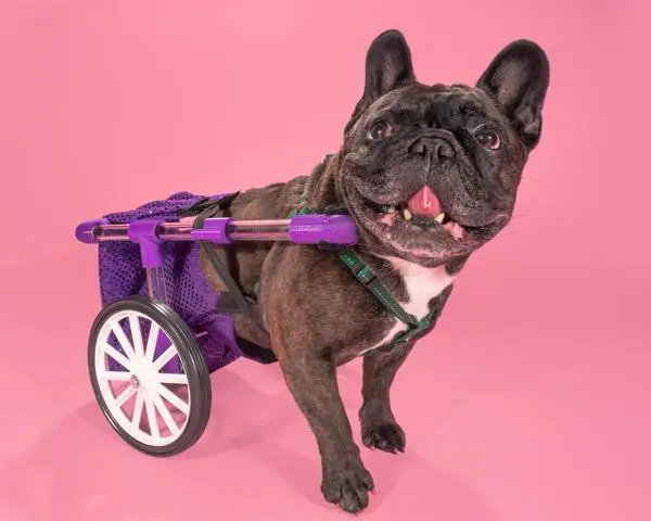 FiGo - Dog Wheelchair — modelo 3D
