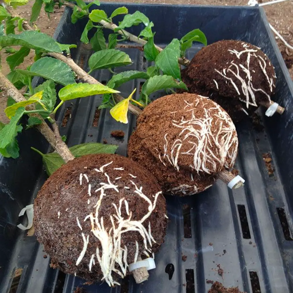 Polly The Propagation Ball — modelo 3D