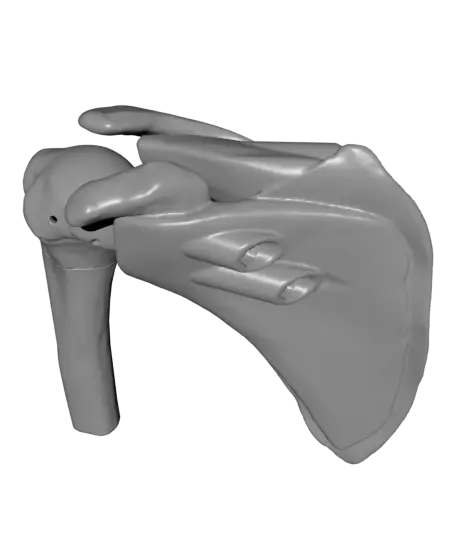Dynamic Shoulder Rotator Cuff Education Model — modelo 3D