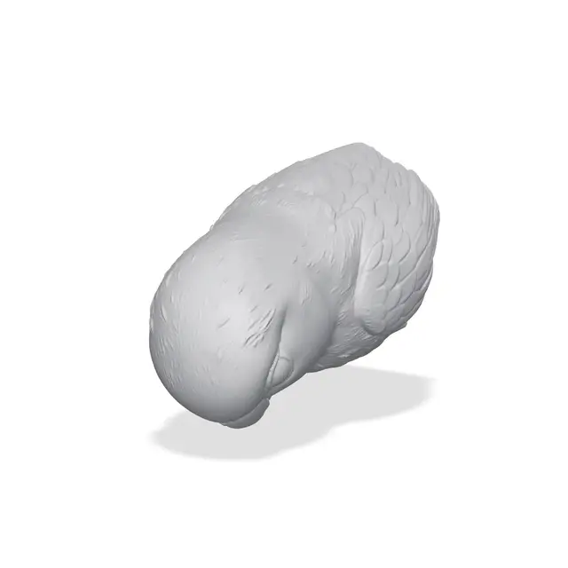 Lovebird Bust 3D Print STL — modelo 3D