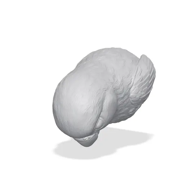 Parrot Bust 3D Print STL — modelo 3D