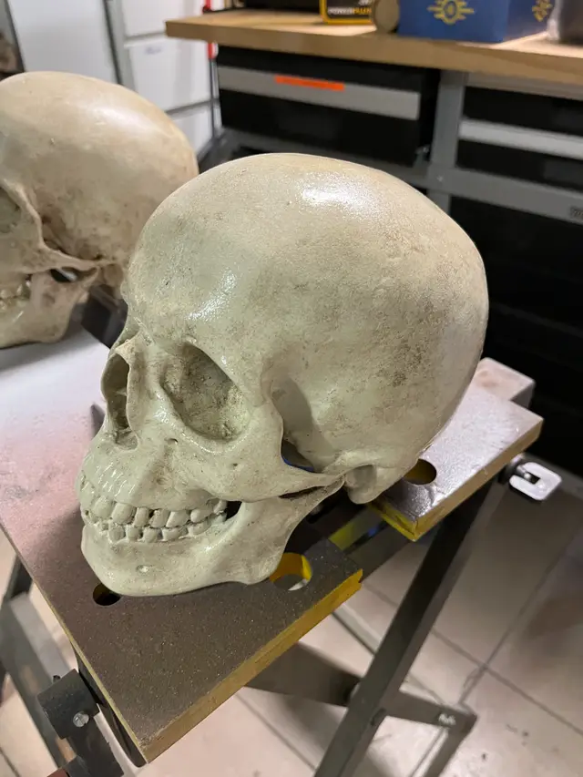 HUMAN SKULL - MEDICAL SCAN | CRÂNE HUMAIN — modelo 3D