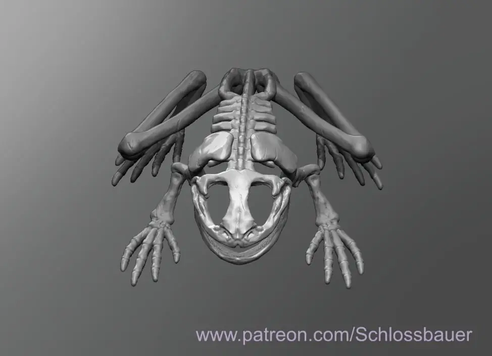 Frog Skeleton — modelo 3D