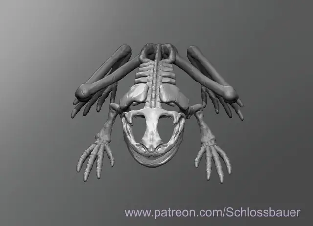 Frog Skeleton — modelo 3D