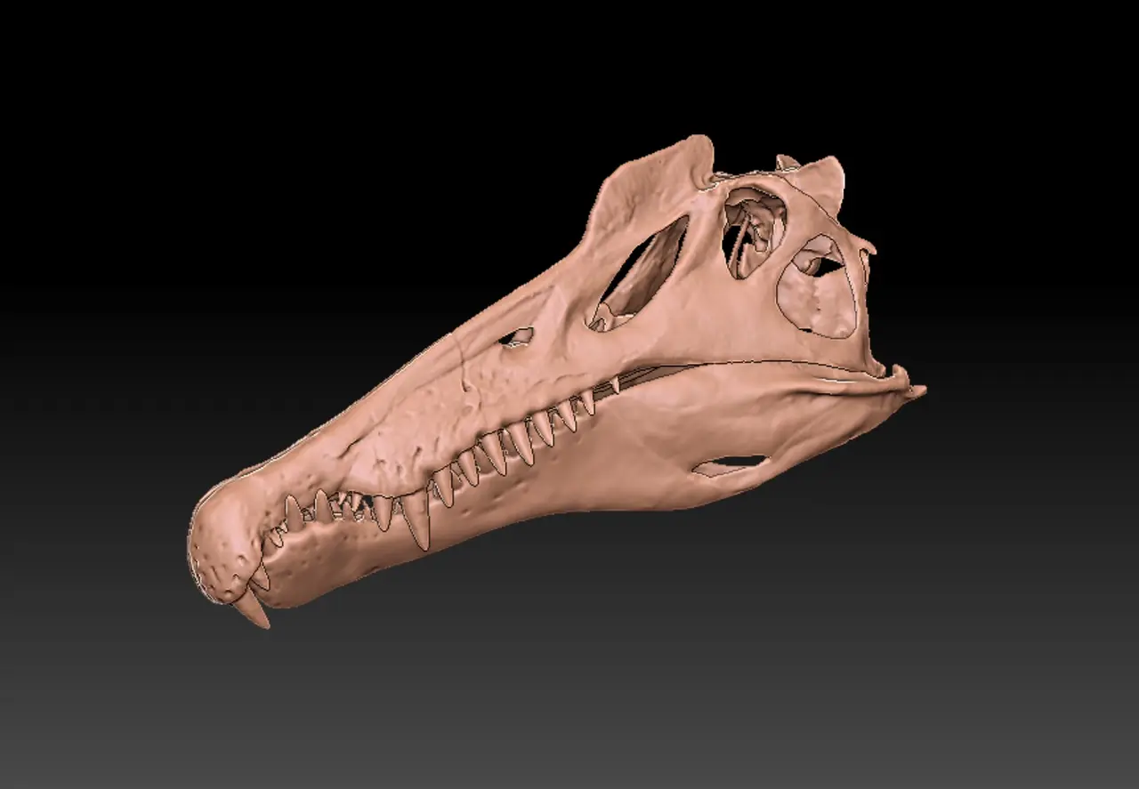 Spinosaurus skull — modelo 3D