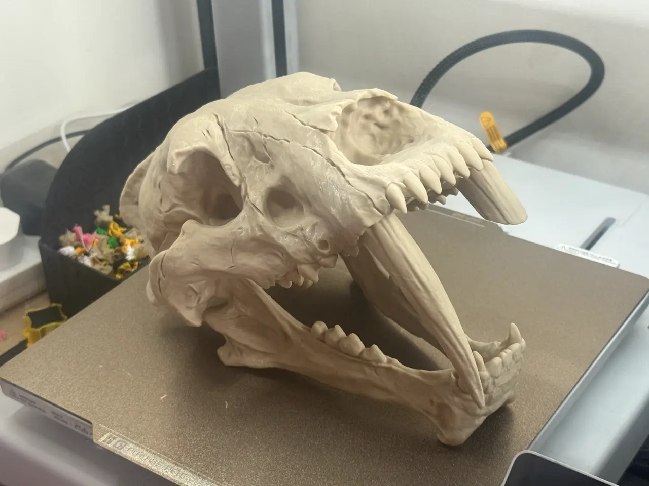 Sabertooth Tiger Skull (Smilodon) – Realistic — modelo 3D