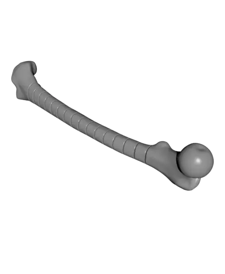 Fidget Femur — modelo 3D