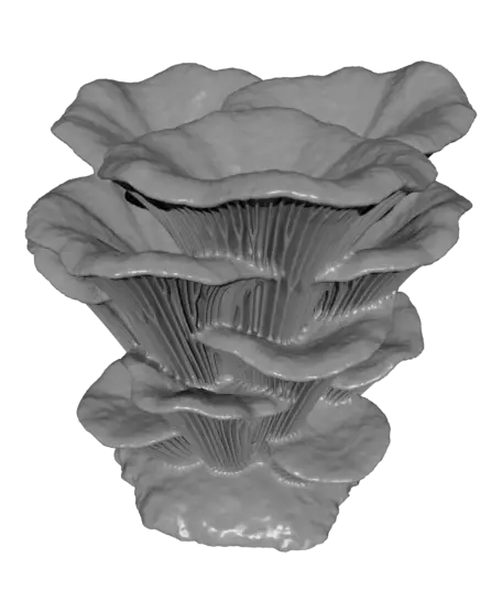Oyster Mushroom Cluster — modelo 3D