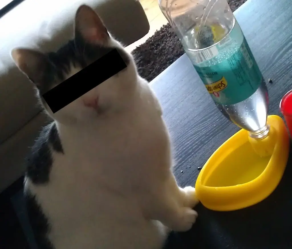 Cat drinking pond — modelo 3D