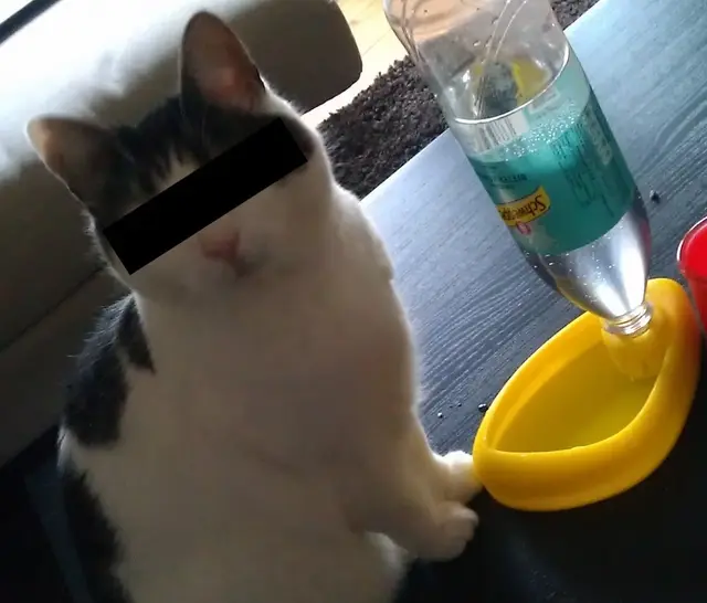 Cat drinking pond — modelo 3D
