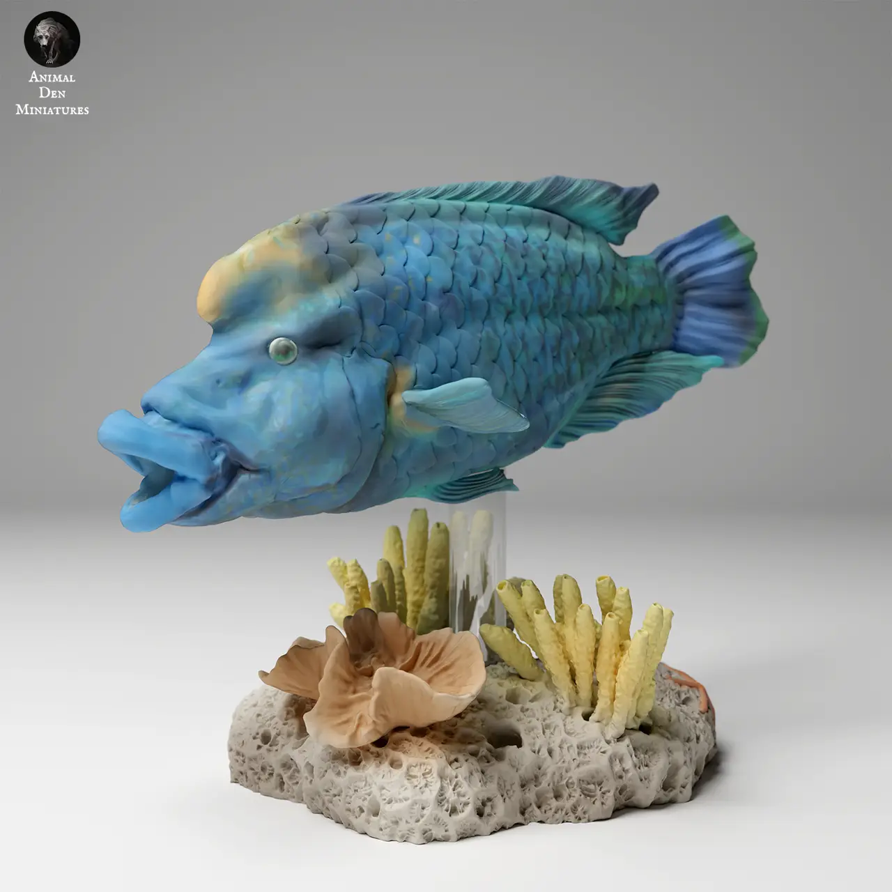 Napoleon or Humphead Wrasse — modelo 3D