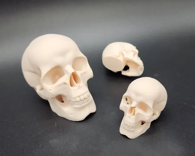Easy to Print Skull - Scalable — modelo 3D