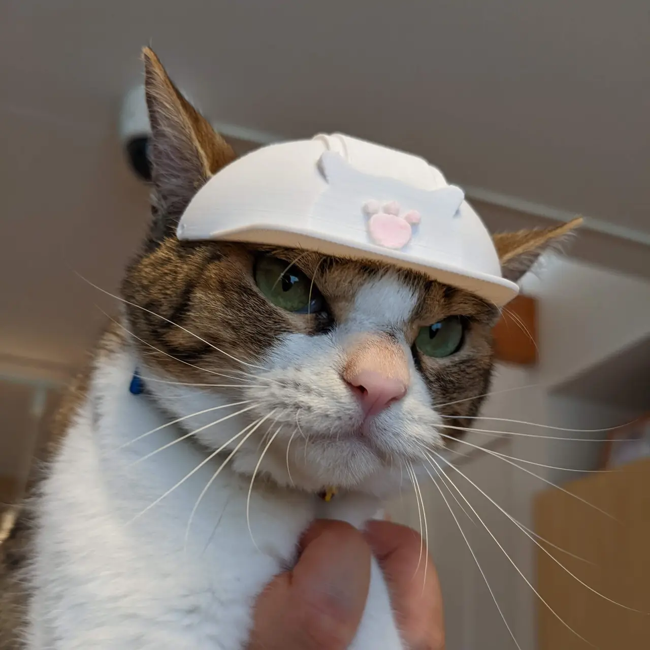A Hard Hat for Cat — modelo 3D