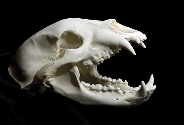 Black bear skull (very high quality) — modelo 3D