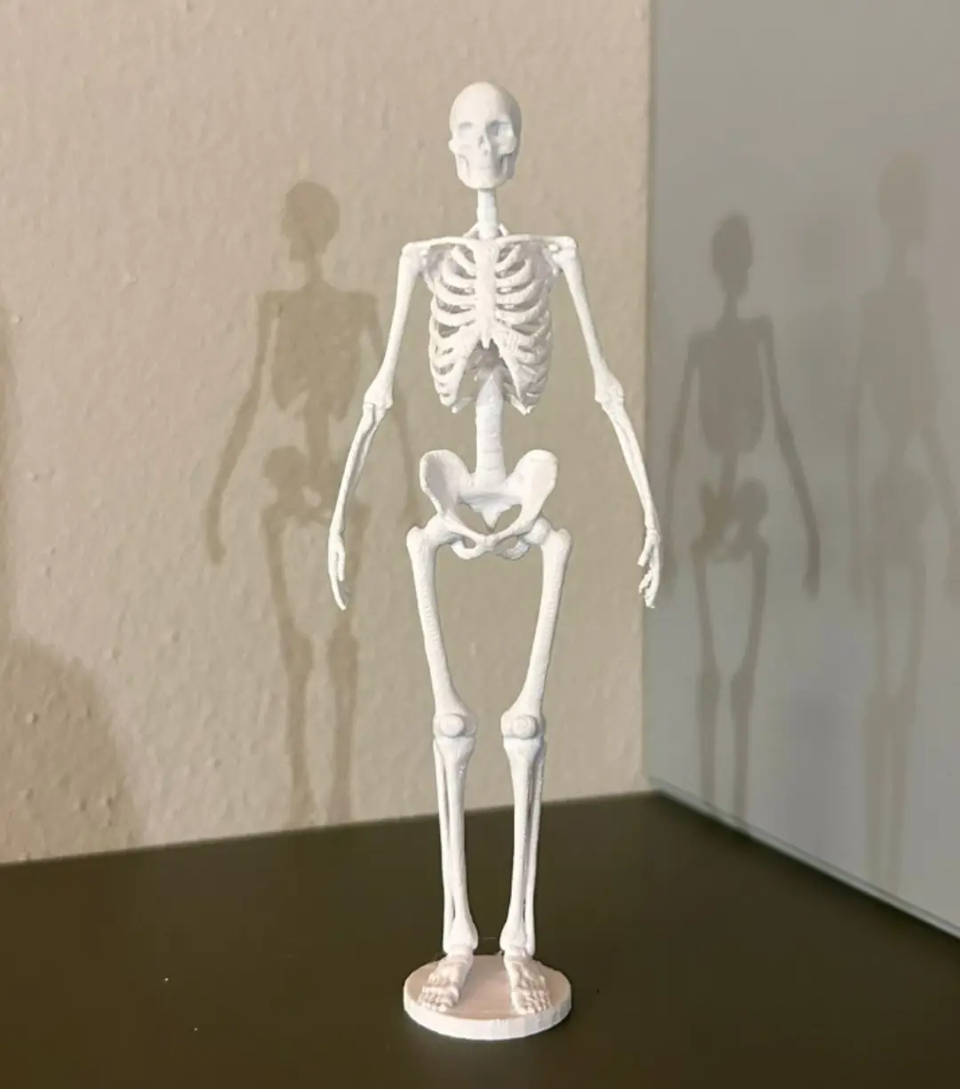 Bone Anatomy Of The Human Skeleton — modelo 3D