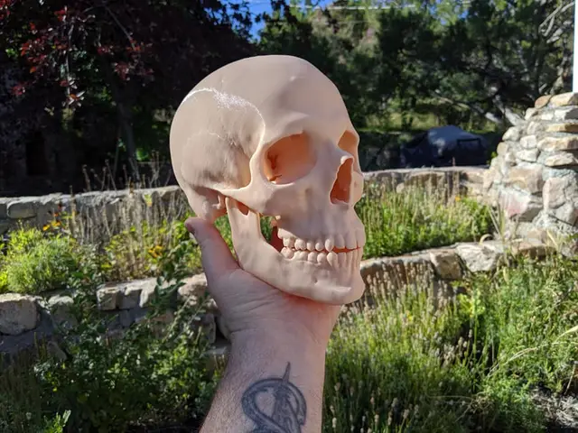 Human Skull (Medical Scan) — modelo 3D