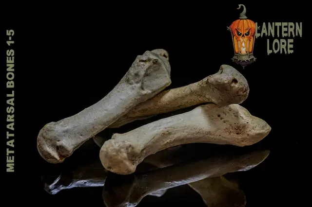 Members Exclusive Metatarsal Bones 1-5 Keychains/Ornaments — modelo 3D
