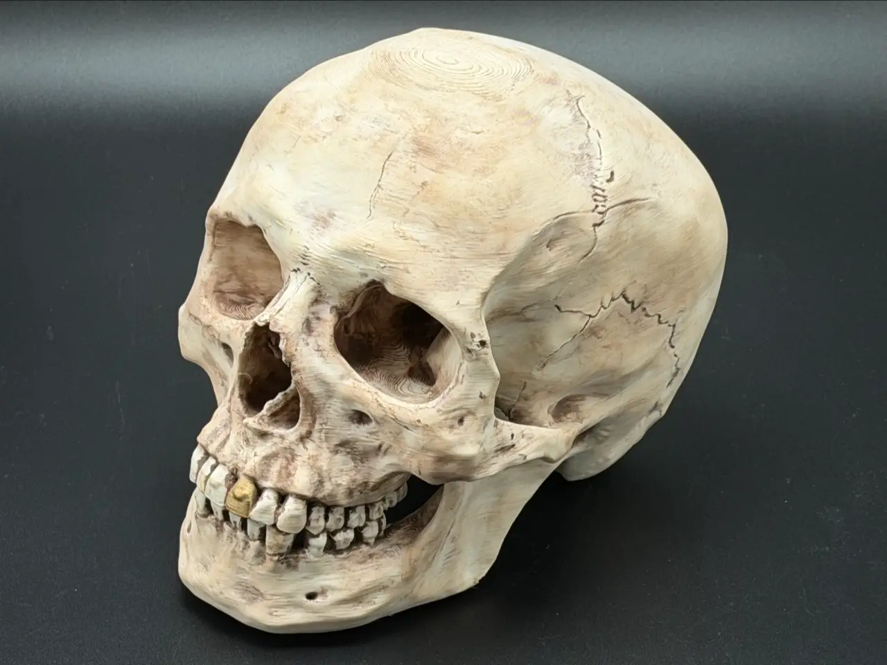 Real Human Skull Max Detail — modelo 3D