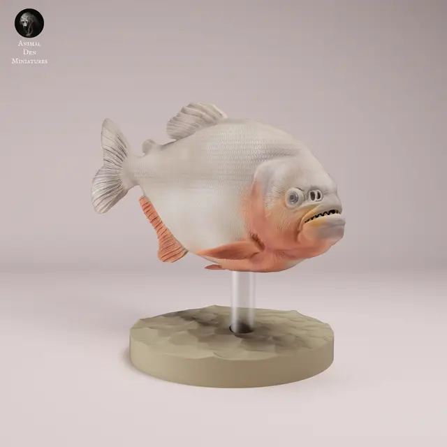 Red-bellied Piranha — modelo 3D