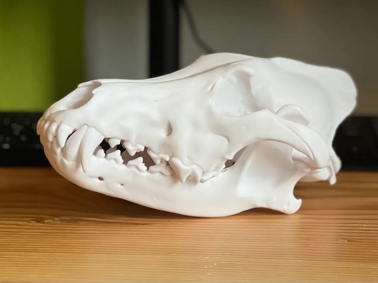 Skull of a Grey Wolf (Canis lupus) — modelo 3D