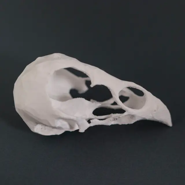 Chicken Skull — modelo 3D