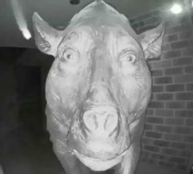 Cow — modelo 3D