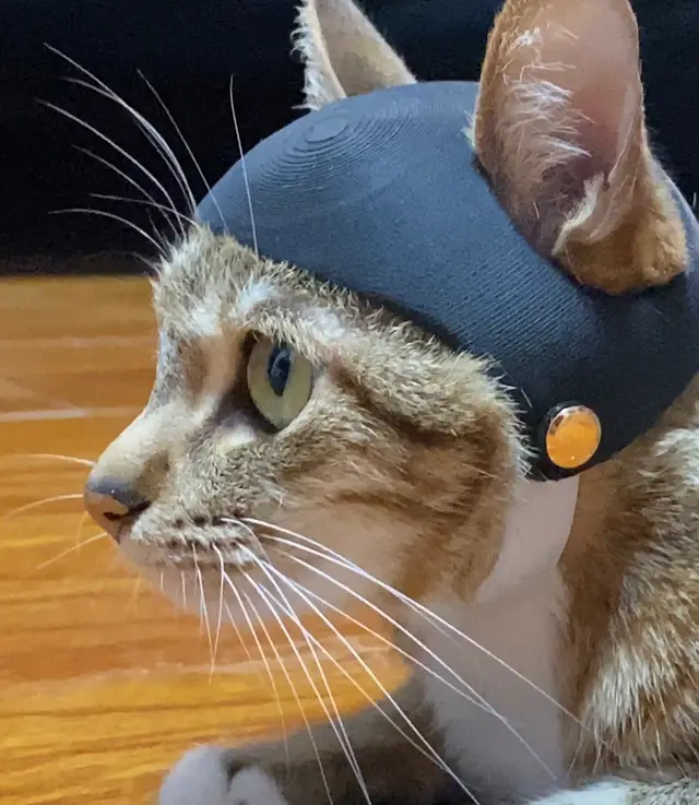 Cat Helmet — modelo 3D